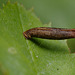 Coleophora serratella, a case bearing moth caterpillar.