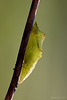 Green Veined White Butterfly Pupa