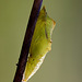 Green Veined White Butterfly Pupa