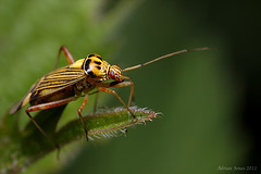 Rhabdomiris striatellus