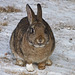 Wild European Rabbit