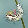 Zebra Longwing caterpillar?