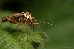 Rhabdomiris striatellus