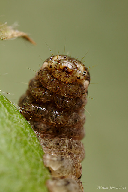 Noctuid Moth Caterpillar