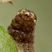 Noctuid Moth Caterpillar
