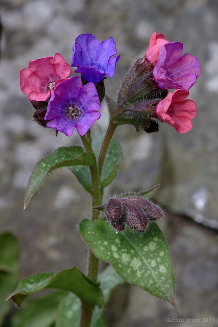 Lungwort (Pulmonaria officinalis)