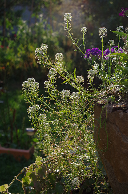 gypsophile