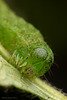 Noctuid Moth Caterpillar.