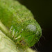 Noctuid Moth Caterpillar.