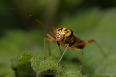 Rhabdomiris striatellus