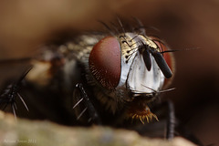 tachinid_fly_001