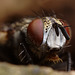tachinid_fly_001