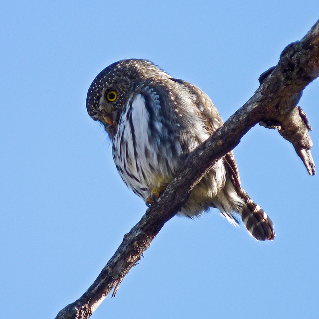 Northern Pygmy-owl