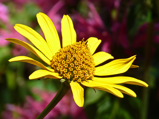 Summer colours