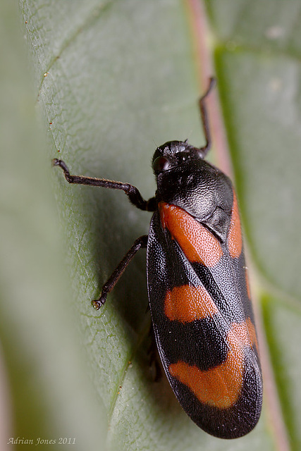 Cercopis vulnerata