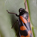 Cercopis vulnerata