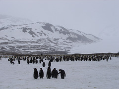 St Andrew's Bay, South Georgia