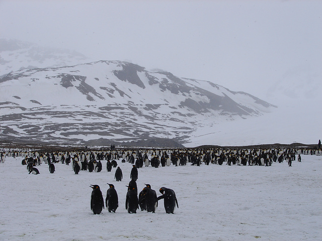 St Andrew's Bay, South Georgia