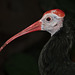 Southern Bald Ibis / Geronticus calvus