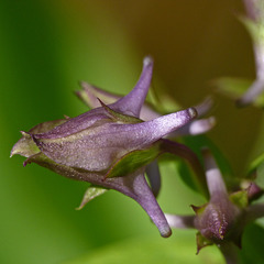 Spurred Gentian / Halenia deflexa