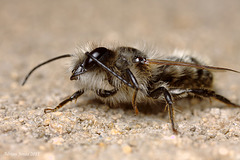 mining_bee_002