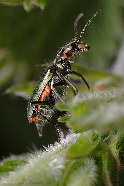 malachite_beetle_001