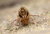 Dicyrtomina saundersi