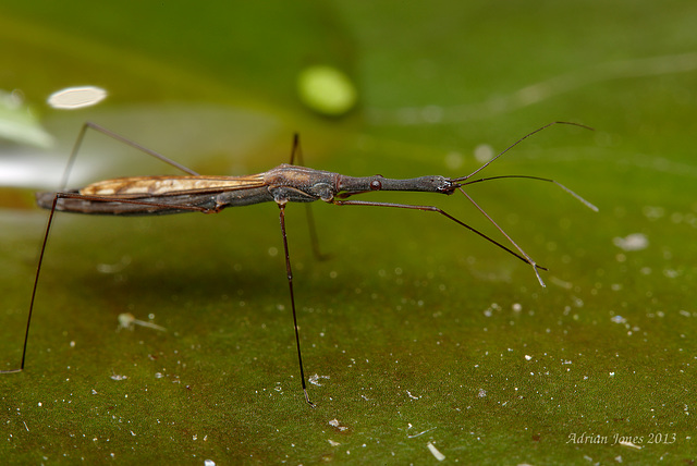 Water Measurer (Hydrometra stagnorum)