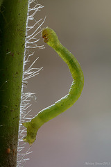 Geometrid Moth Larva