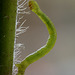 Geometrid Moth Larva