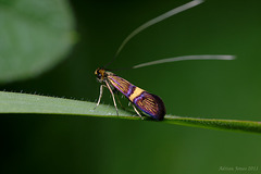 Adela croesella, A longhorn moth