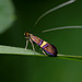 Adela croesella, A longhorn moth