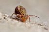 Dicyrtomina saundersi