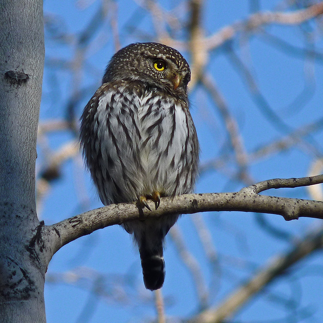 Northern Pygmy-owl Northern Pygmy-owl
