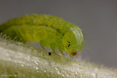Noctuid Moth Caterpillar