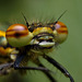 large_red_damselfly_006