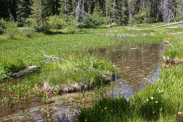 Near Smith Lake