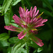 Indian Paintbrush / Castilleja rhexiifolia