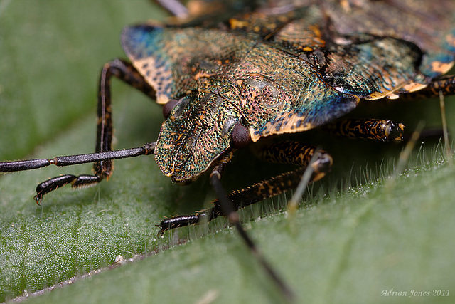 Pentatoma rufipes