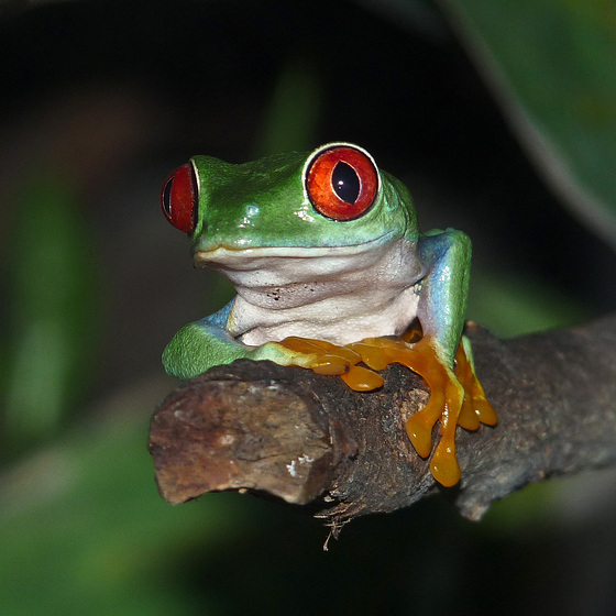 Red Eyed Tree Frog