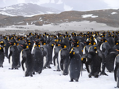 St Andrew's Bay, South Georgia