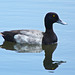 Lesser Scaup male