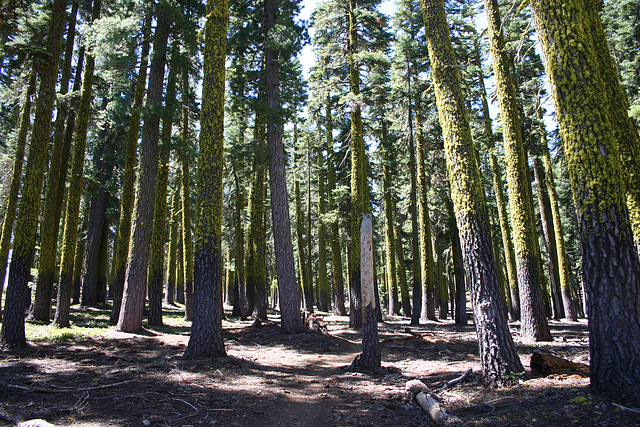 Trail to Mt. Elwell