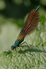 Calopteryx virgo, The Beautiful Demoiselle