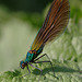 Calopteryx virgo, The Beautiful Demoiselle