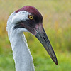 Whooping Crane