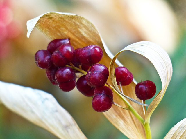 Star-flowered Solomon's Seal