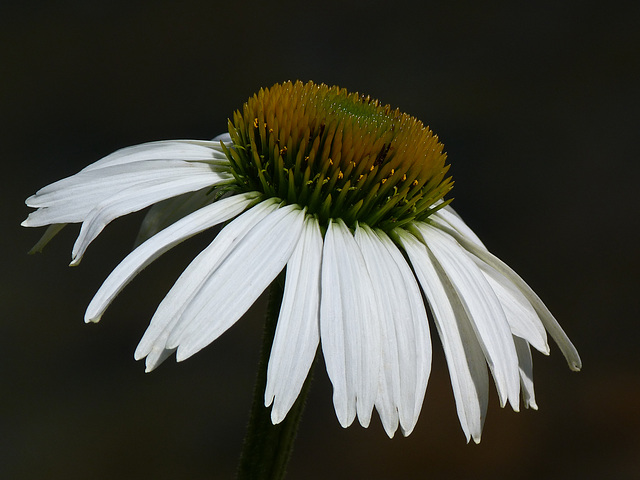 Echinacea purpurea, Lucky Star