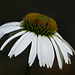 Echinacea purpurea, Lucky Star