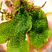 Conocephalum conicum liverwort